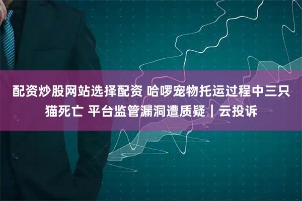 配资炒股网站选择配资 哈啰宠物托运过程中三只猫死亡 平台监管漏洞遭质疑｜云投诉